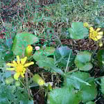 眉山山頂のモラエス像のある広場で咲き始めた石蕗を見ました。　　　　　　・真っ先に来て咲き初めし石蕗を見る（和良）