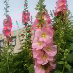 背の高い大きな立葵は花や蕾をたくさんつけていました。　　・今日もまた一つ花咲き立葵（和良）