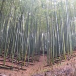 阿南市立江町の筍山に友人に案内され家族で筍を掘りました。　　・筍のあそこにそこに足元に(和良)