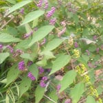 吉野川市の藤井寺の門前の畑に紫式部がたくさん実をつけていました。・朝夕はめっきり冷えて実紫(和良)