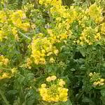 菜の花の黄色にゴッホの向日葵を思い浮かべました。　　・菜の花のこの黄どう描くゴッホなら（和良）