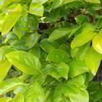 初夏の光りを受けた柿若葉は鮮やかで生き生きとしていました。　　　・鮮やかに生きてゆきたし柿若葉(和良)