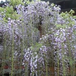 石井町の地福寺で藤祭が始まりました。　　　　　　　　　　　　　　　　　　　　　　　　　　　　　　　　　　　　　　　　　　・鉢植えの咲きて始まる藤祭(和良)