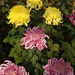 今年の菊花展は会場全域を使ってひろびろと行われました。　・ひろびろと今年の菊の展示会（和良）