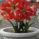 この鉢植のアマリリスは母が大好きで大事に育てていました。　　・咲きました今年も母のアマリリス(和良)