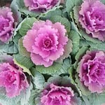 鉢植の葉牡丹は鉢をはみ出さんばかりに犇めきあっていました。　・鉢植の鉢に葉牡丹犇めける（和良）