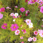 徳島市国府町の休耕田にまだコスモスが咲いていました。　　・休耕の田にコスモスのなほも咲き（和良）