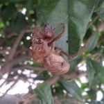台風の後も我が家の植木には蝉の抜け殻がしがみついていました。　・台風の風にも落ちず蝉の殻（和良）