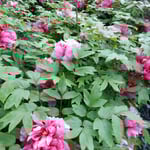 鳴門市の観音寺の牡丹は牡丹まつりの初日から満開でした。　　・初日より咲き満ちてゐる牡丹かな(和良)