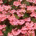 藍住町の美容院の店先に真っ赤な葵の花が咲いていました。　・店先の葵の花の真っ赤かな（和良）