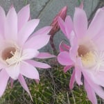 我が家の仙人掌は一日限りの命を精一杯に咲き誇っていました。　・仙人掌の今日一日を咲き誇る(和良)