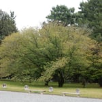 京都御所を散策しました。大きな桜が色づき始めていました。　　　　　　　　　・一枝に始まる桜紅葉かな（和良）