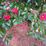 徳島城公園で見た山茶花です。咲く赤と散ってしまった赤が印象に残りました。　　　　　　・山茶花の咲き継ぐ赤と散りし赤(和良)