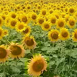 向日葵の畑には生き生きとした明るさがあふれていました。　・一面の向日葵畑の明るさよ（和良）