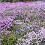 美馬市脇町の広棚の芝桜を育てる苦労は除草にあると聞きました。　　・何たって除草除草よ芝桜(和良)