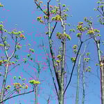 蜂須賀桜のある武家屋敷の裏庭に山茱萸の花が咲き始めていました。　　　・裏庭に山茱萸の咲く武家屋敷（和良）