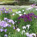 東御苑の菖蒲園で見た花菖蒲にはどれもこれも勢いがありました。　　・どれ見ても勢ありけり花菖蒲(和良)