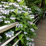 横浜市の港の見える丘公園では紫陽花の咲く道がありました。　　　・紫陽花の道は歩いてみたくなる(和良)