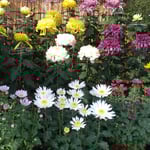 吉野川市鴨島町の菊花展には高校も初展示していました。　　・高校も初展示して菊花展（和良）