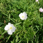 鳴門市のウチノ海総合公園にはこんな可愛い草花が咲いていました。　　　　　・可憐なるその名知りたし草の花（和良）