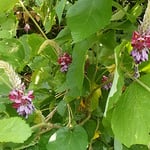 吉野川市の川島城の入口に葛の花がたくさん咲いていました。　・山のごと茂る葉の蔭葛の花（和良）