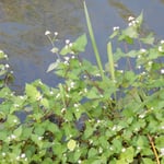 綺麗に整備された八幡堀の水辺には溝蕎麦が咲いていました。　　　　　　　　・溝鯖の白美しき水辺かな（和良）