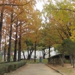 徳島城址のある徳島公園は城山を中心に紅葉の真っ盛りでした。　　・落葉踏み紅葉錦の城巡る(和良)