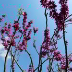 神宮寺の裏庭への曲がり口に花蘇枋が咲いていました。　　・花蘇枋咲きてここより裏庭に（和良）