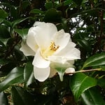 白い椿の緑の葉っぱは雨に濡れているように艶やかでした。　　　　　　　・濡れてゐるやうな椿の艶やかさ（和良）