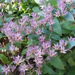 皇居東御苑では杜鵑草があちこちに群れ咲いていました。綺麗でした。 ・その奥に杜鵑草群れ咲きて(和良)