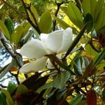 泰山木の花は葉の蔭に隠れて下からは数えきれませんでした。　　・仰ぎ読む泰山木の花の数（和良）