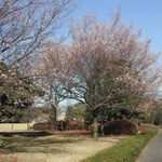 皇居東御苑で見た冬桜です。満開でしたが寂しい感じがしました。  ・振り返り見ても寂しき冬桜 （和良）