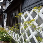 長野県東御市にある北国街道の海野宿を歩いてきました。　　　　　　　　・海鼠壁続く街道女郎花（和良）