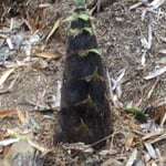 筍はいたるところに芽を出しており掘り頃の筍を探し出しました。　・見るほどに掘り頃なりし筍よ(和良)