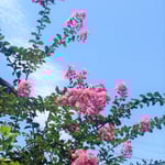 我が家の百日紅は風が無いのに花がこぼれ落ちるようになりました。　・風無きにこぼれこぼるる百日紅(和良)