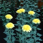 新宿御苑の菊花壇展ではどの菊も初日から満開でした。　　　　　　　　　・初日より満開御苑の菊花展（和良）