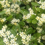 鳴門スカイラインを降りた海岸線でも海桐の花は咲いていました。　・海沿ひの道は海桐の花の道(和良)