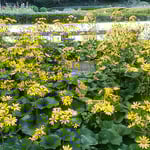 徳島市の徳島城公園では石蕗の花が咲き競っていました。　　　　　　　　　　・石蕗咲いて園の明るくなりにけり（和良）