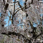 神山町の神山温泉の駐車場ではしだれ桜が満開になっていました。　・満開のしだれ桜のあでやかさ(和良)