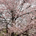 原田家住宅の蜂須賀桜には目白がたくさん来ていました。　　・鈴生りのやうに目白の来る桜（和良）