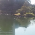旧芝離宮恩賜庭園の池に鷺が見張番のように立ち鴨が浮寝していました。　・衛兵のやうなる鷺と浮寝鴨（和良）