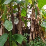 徳島市の丈六寺の墓所には大きな破芭蕉がありました。　　　・武家の墓並ぶ名刹破芭蕉（和良）