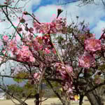 文化の森の山頂広場には紅梅が咲き競っていました。　　　　　　　　　　　　　　　　　・折れ曲がり節多き枝濃紅梅(和良)