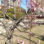 徳島城表御殿の庭の梅の花は青空にまで伸びていました。　　　・青空へ伸びてまぶしき梅の花(和良)