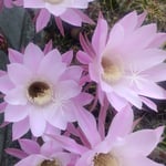 咲き出した鉢の仙人掌の花はどの花も太陽を正面にしていました。　・仙人掌の花は太陽正面に(和良)