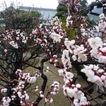 徳島城公園の御殿庭では臥竜梅が咲き満ちていました。　　・梅の白際立ててゐる幹の黒（和良）