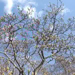 徳島城公園ではたくさんの辛夷の蕾が青空へ突っ立っていました。　・青空へ辛夷の蕾突っ立てる(和良)