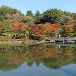 国営昭和記念公園の中にある日本庭園では紅葉が池にも映っていました。・庭園の紅葉水面まで染めて(和良)