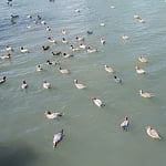 たくさんの鴨に紛れて大鷭も餌を奪い合っていました。　　・大鷭の鴨に紛れて餌を漁る（和良）