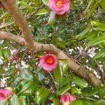 阿波史跡公園の周りには古墳があり散策する人もありました。　　　　・史跡見て山茶花も見て古墳へと(和良)